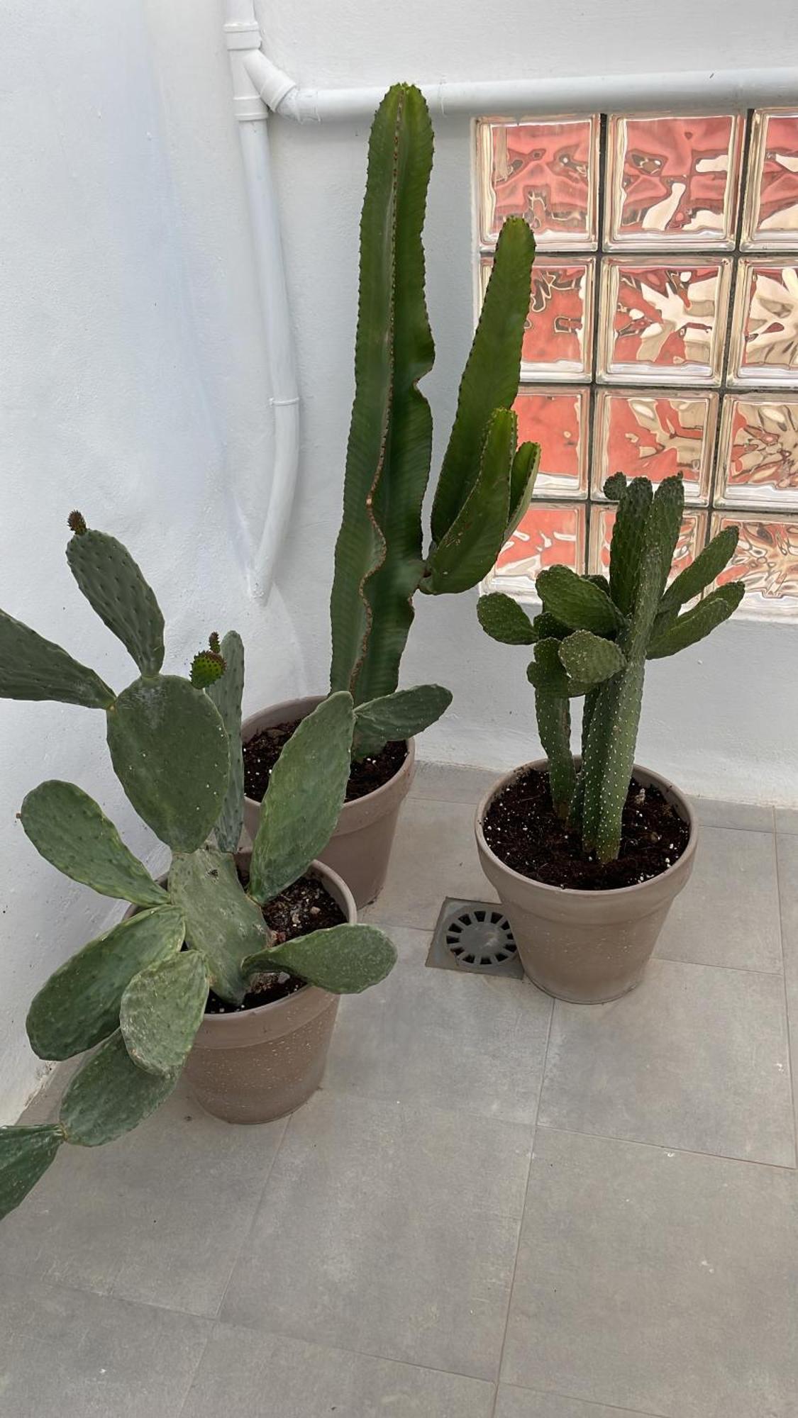 Casa Florinda Tarifa
